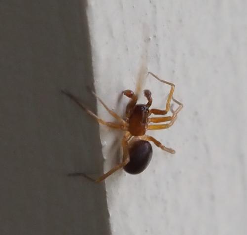 Zodarion italicum